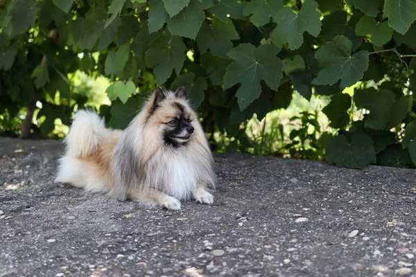 Anjing Lucu Ras Jerman Kerdil Spitz Terletak Bawah Naungan Taman — Stok Foto