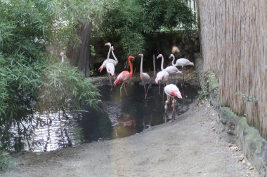 Belgrad, Sırbistan - 25 Haziran 2021: Bir yaz günü Belgrad hayvanat bahçesindeki koruyucu camdan bakan bir grup flamingo