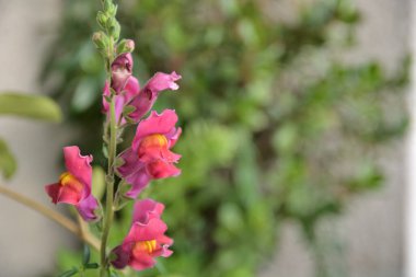 Güneşli bir yaz gününde bir bahçede ejderha çiçekleri (Antirrhinum majus L.). Boşluğu kopyala, seçici odak