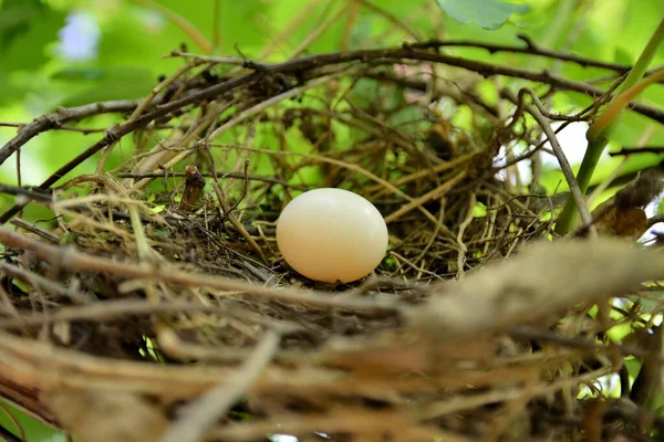 Duivennest Van Met Een Wit Een Wijngaard Een Zonnige Zomerdag — Stockfoto