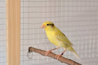 Kuş tüneğindeki erkek kanarya evdeki kafeste duruyor. Şirin Slavujar kanarya cinsi.