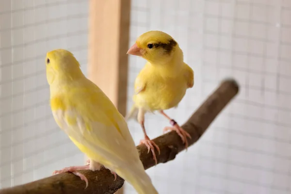 Två Unga Vackra Kanariefåglar Fågelabborre Står Buren Hemma Söta Slavujar — Stockfoto