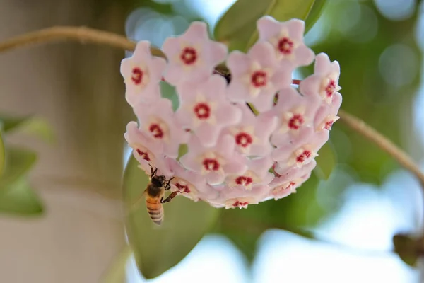 Honigbiene Auf Porzellanblume Oder Wachspflanze Hoya Carnosa Heimischen Garten Einem — Stockfoto
