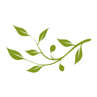 Yeşil zeytin dalı ve beyaz arka planda yapraklar. Tasarım veya metin için alanı kopyala. Vektör resimleme şablonu