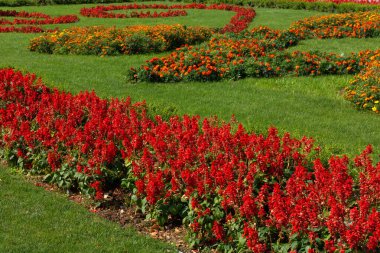 Güneşli bir yaz gününde bahçede güzel kırmızı yaz çiçekleri