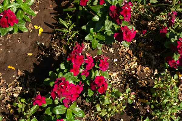 Top view of red summer flowers in the garden on a sunny summer day. Close up and copy space