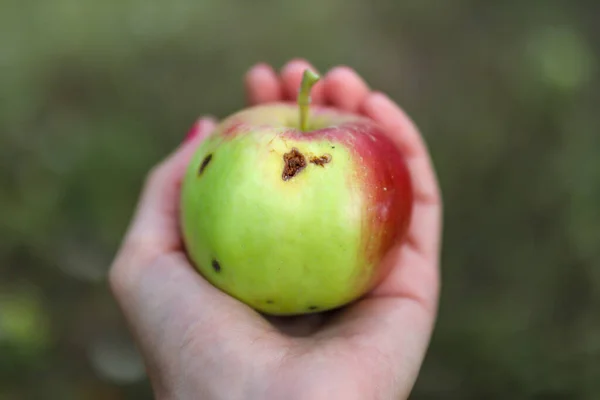 Egy Női Kéz Egy Sérült Almát Tart Amit Egy Lyukas — Stock Fotó