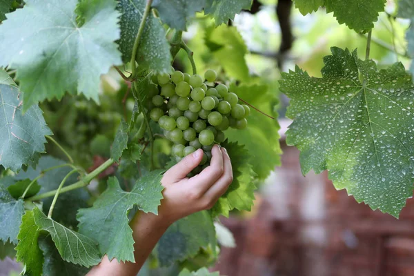 Small Child Hand Picks Green Grapes Vine Orchard Close Selective — Stock Photo, Image