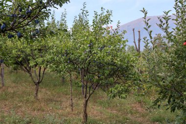 Güneşli bir yaz gününde meyve bahçesinde olgun mavi erik meyveleriyle erik ağaçları. Kopyalama alanı olan doğal arkaplan