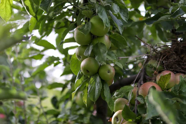 Πράσινα Μήλα Ένα Κλαδί Δέντρου Ένα Περιβόλι Μια Ηλιόλουστη Καλοκαιρινή — Φωτογραφία Αρχείου