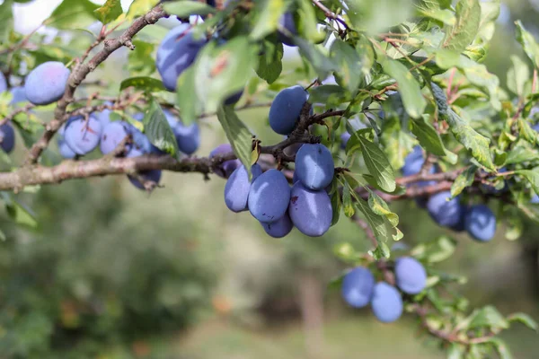 Kék Érett Szilva Egy Faágon Egy Gyümölcsösben Egy Napos Nyári — Stock Fotó