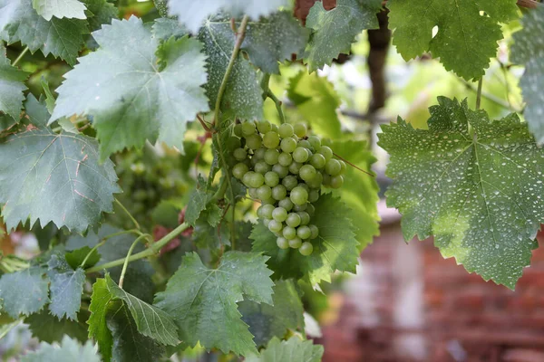 Green Grapes Vine Vineyard Autumn Sunny Day Close Selective Focus — Stock Photo, Image