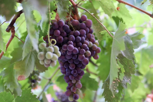 Purple Grapes Vine Vineyard Autumn Sunny Day Close Selective Focus — Stock Photo, Image