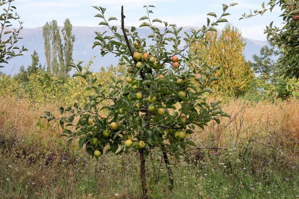 Egy Almafa Tele Sárga Zöld Almákkal Gyümölcsösben Egy Napos Őszi — Stock Fotó