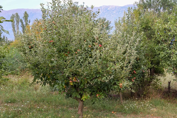 Jabłoń Pełna Dojrzałych Jabłek Sadzie Słoneczny Jesienny Dzień Naturalne Tło — Zdjęcie stockowe