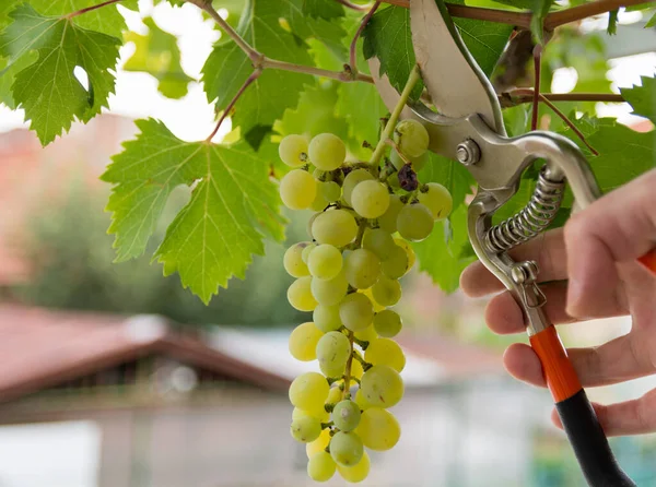 Farmers Hand Cuts Grapes Vine Vineyard Garden Shears Healthy Food — Stock Photo, Image