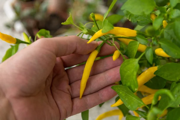 男性の手は庭で小さな黄色の唐辛子を保持し チェックします 健康と野菜の食品の背景 閉じる 選択的フォーカス — ストック写真