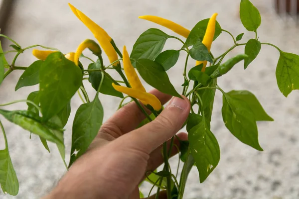 Man Hand Checks Small Yellow Hot Peppers Garden Autumn Day — Stock Photo, Image
