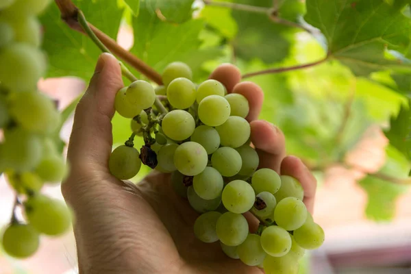Gardeners Hand Holds White Organic Grape Autumn Day Vineyard Healthy — Stock Photo, Image