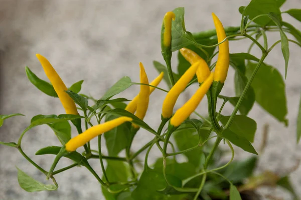 Small Yellow Hot Peppers Ready Harvest Garden Autumn Day Healthy — Stock Photo, Image