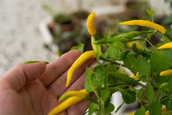 庭師は手を取り 庭の小さな黄色の唐辛子をチェックします 健康と野菜の食品の背景 閉じる 選択的フォーカス — ストック写真