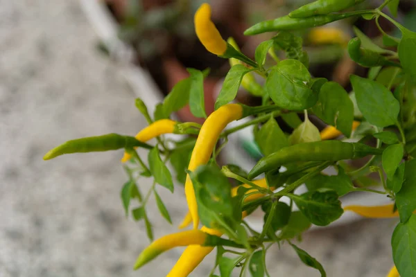 Sarı Acı Biberler Olgunlaşır Bir Sonbahar Günü Bahçede Hasat Için — Stok fotoğraf