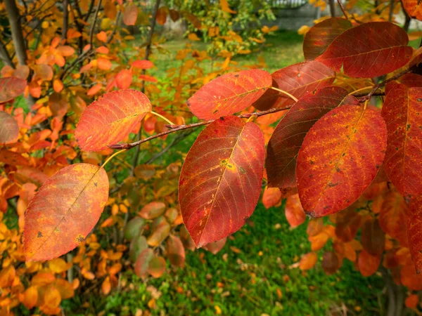 Rote Blätter Des Pflaumenbaums Mitten Herbst Selektiver Fokus — Stockfoto