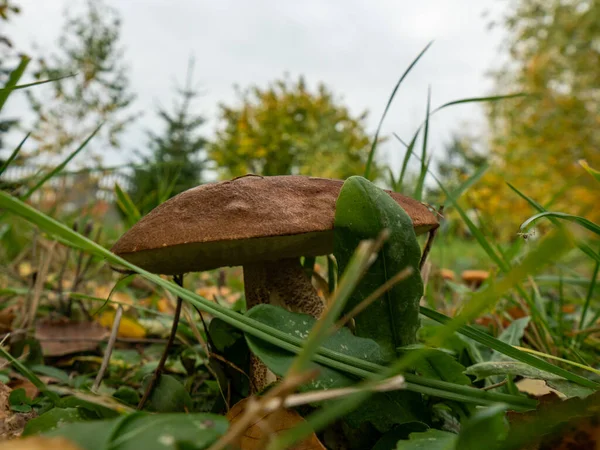 Close Van Boletus Natuurlijke Omgeving Herfst Tijd Selectieve Focus — Stockfoto