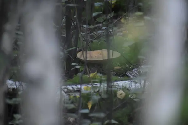 Het Uitzicht Grote Paddestoel Tussen Twee Witte Stammen Van Berken — Stockfoto