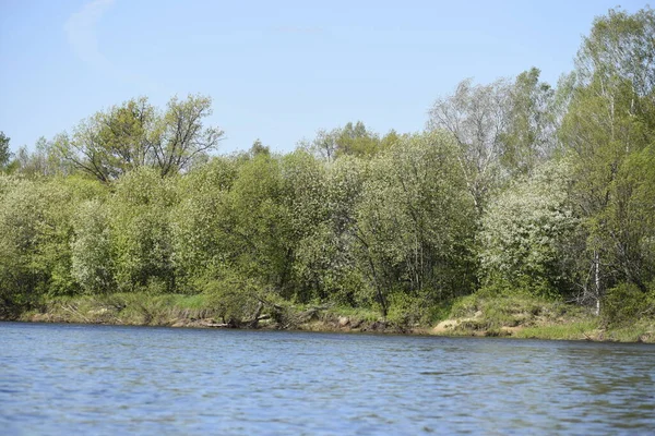 Vista Árvores Cor Primavera Arbustos Margem Rio Floresta — Fotografia de Stock