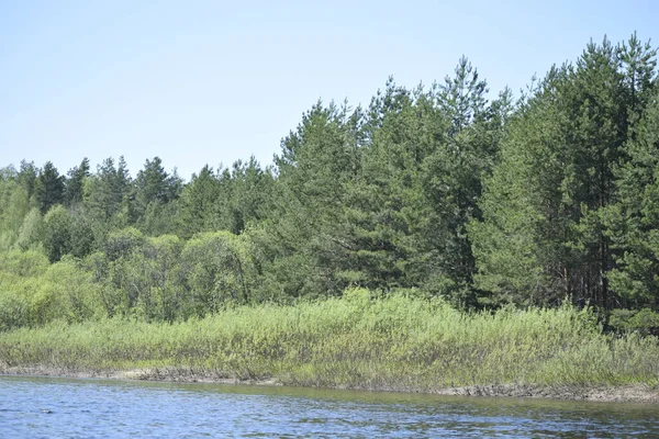 Bahar Ormanı nehrinin yakınındaki çam, çalı ve çimlerin farklı renkleri..