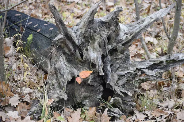 Kahverengi sonbahar yapraklarının üzerinde uzanan ağacın siyah gövdesinin ilginç görüntüsü..