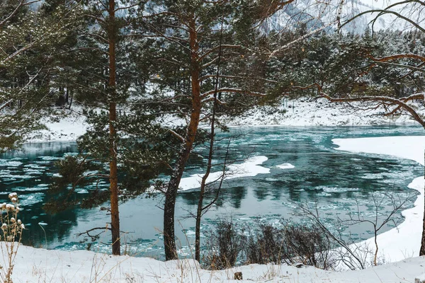 Kışın nehir kıyısında köknar manzarası. Ağaçlar ve taşlar karla kaplı. — Stok fotoğraf