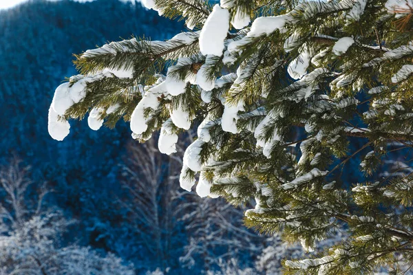 Zöld fenyőfa alatt nehéz hó a hegyekben télen — Stock Fotó