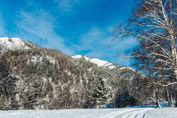 stock image Winter landscape with firs and mountains. The trees and stones are covered with snow