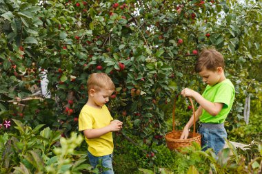 Yaz ve sonbahar aktiviteleri. İki genç çocuk yeşil bahçede taze organik elma hasadı topluyor. Meyve topladım.