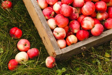 Sadece meyve topladım. Yeşil çimenlikteki tahta kutuda kırmızı elmaların arka planı. Meyveler dağılmış. Açık havada hasat edilen mahsul.