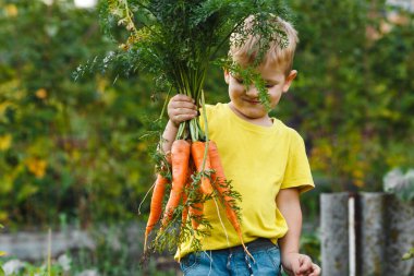 Açık hava aktivitesi. Küçük çocuk taze olgun turuncu bir havucu açık havada elinde tutuyordu. Dışarıdaki yeşil bahçede hasat edin. Sadece sebze topladım.