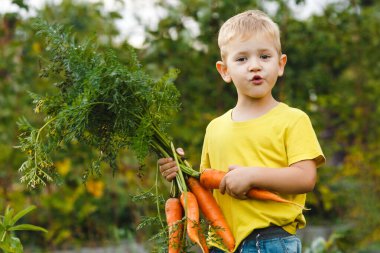 Açık hava aktivitesi. Küçük çocuk taze olgun turuncu bir havucu açık havada elinde tutuyordu. Dışarıdaki yeşil bahçede hasat edin. Sadece sebze topladım.