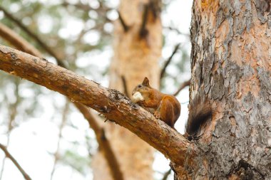 Vahşi bir hayvan Ağaçtaki bir sincap yer