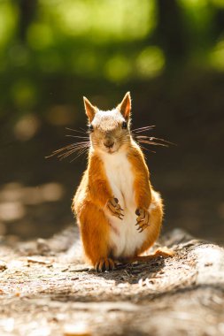 Vahşi sincap ormanda yemek yiyor.