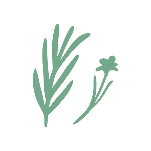 Twig Розмарин Цветок Изолированы Белом Фоне Рисунок Ботанической Руки Векторная — стоковый вектор