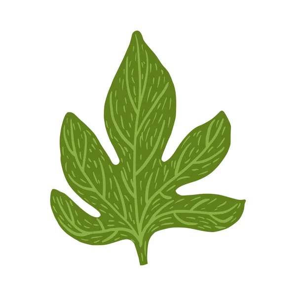 无花果叶子在白色背景上被隔离 植物素描 植物素描 Doodle矢量说明 — 图库矢量图片