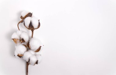 Beyaz arka planda tüylü pamuk dalı. Hassas organik fiber. Yapay çiçek. Düz yatış stili. Minimalist kompozisyon