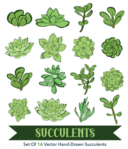 Succulents 손으로 그려진된 16 설정된 완벽 한 패턴 벡터 — 스톡 벡터