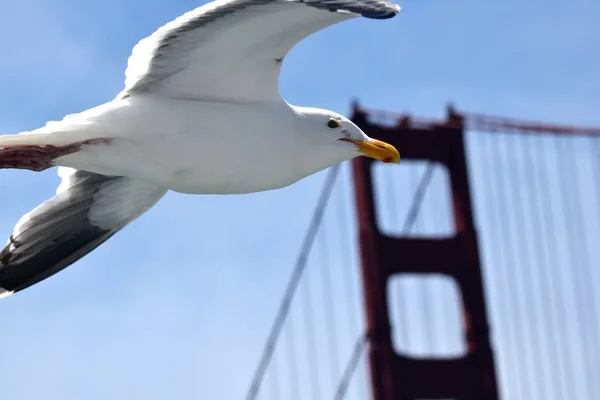 Seagull flies near the Gold Gate Bridge — Stock Photo, Image
