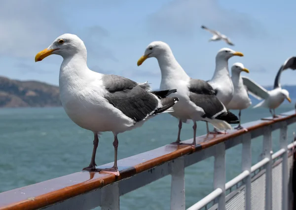 Uma fileira de gaivotas em um corrimão de cerca Imagens Royalty-Free