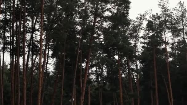 Deszcz Sosnowym Lesie Pod Różnymi Kątami — Wideo stockowe