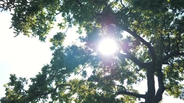 Maravilhosas Fotos Natureza Sol Através Dos Ramos Árvores Carvalho Bela — Vídeo de Stock