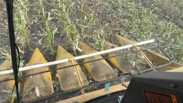 Комбайн Собирает Курузу Полях Осенью Кукурузных Полях Формата — стоковое видео